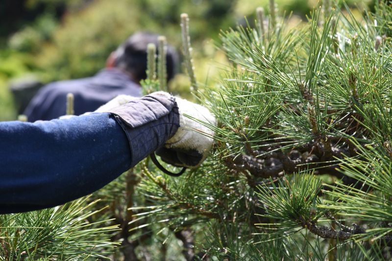 Pine Straw Raking
