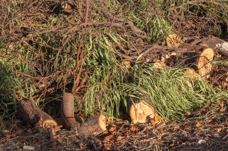 Tree Branch Disposal