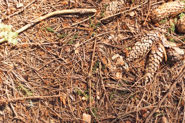 Cost of Pine Needles Removal in Carlisle