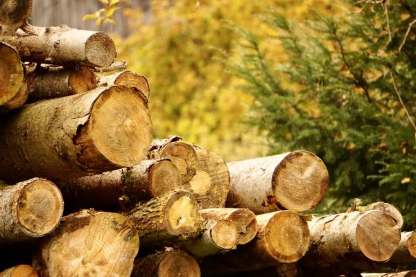 Wood Pile Removal in Carlisle