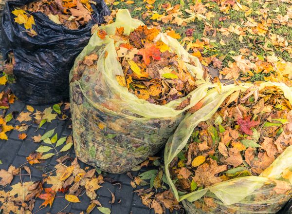 Yard Cleanup Service in Carlisle