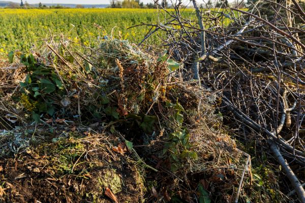Brush Disposal in Carlisle