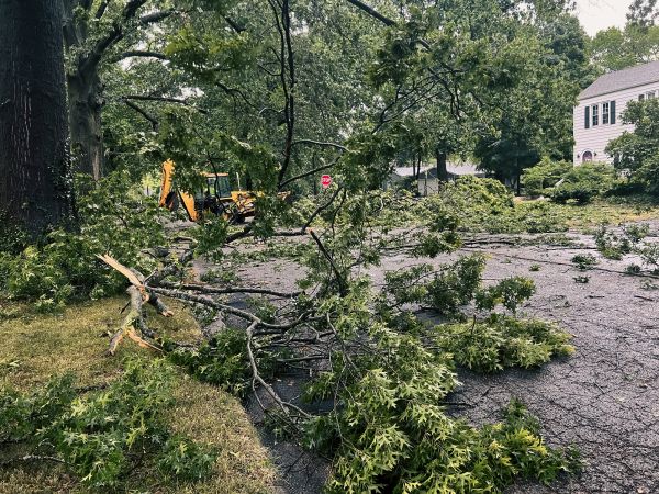 Tree Branch Disposal in Carlisle