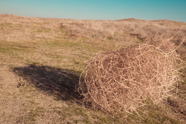 Tumbleweed Removal in Carlisle