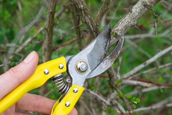 Limbs Removal in Carlisle