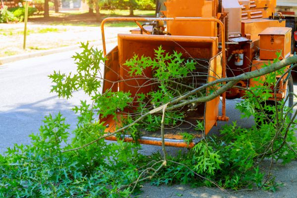 Tree Branches Removal in Carlisle