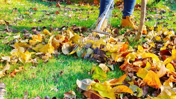 Lawn Cleanup Service in Carlisle