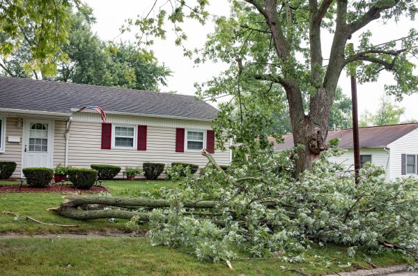 Fallen Branch Removal in Carlisle