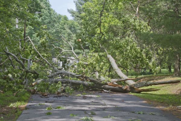 Tree Debris Removal in Carlisle